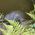 池に水遣り