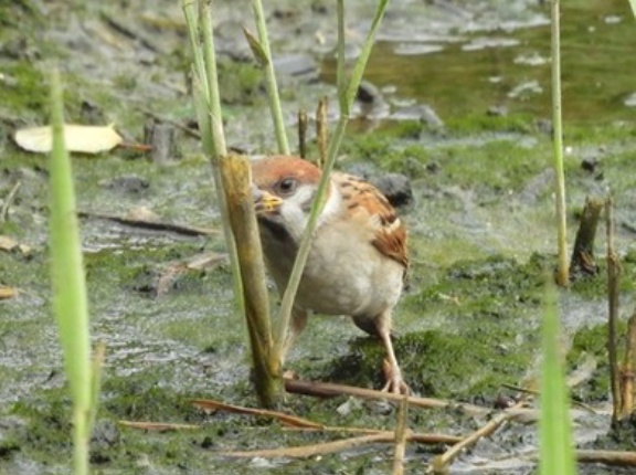 2026年7月18日の野鳥公園
