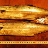 『国東の食環境(459)サゴシ』の画像