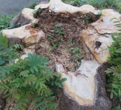 巨大な切り株　武蔵野のなごりのある街道の切り株