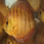 AquaDreams_officialのblog