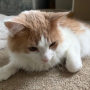 猫が寒いかどうかは猫の耳で確認します