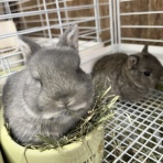 うさぎ専門店ラビッツファーム子うさぎ成長記録