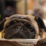 パグ・金太郎ブログ♪