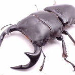 クワガタ備忘録