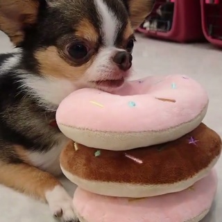犬の幼稚園　アットホームblog