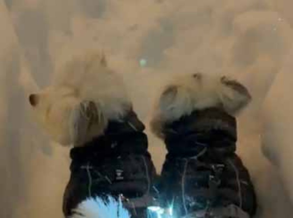 雪の日に２匹のイヌと散歩していた。横を除雪車が通り過ぎる → こうなった…