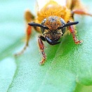 アカアシハラナガツチバチ♀。