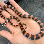 爬虫類倶楽部大宮店公式ブログ