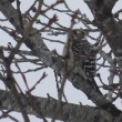 今日の野鳥　コゲラ・シジュウカラ