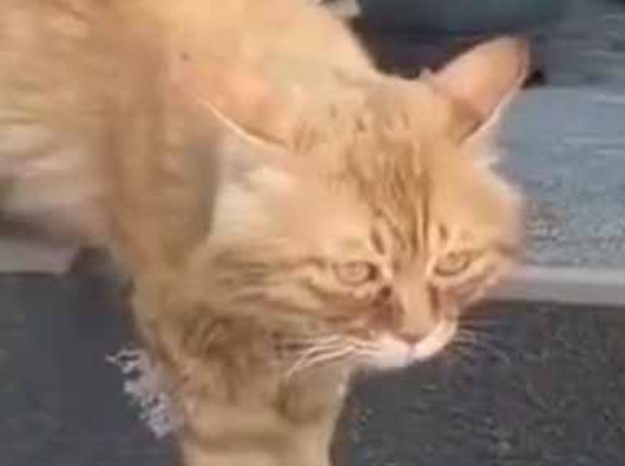 ２匹のネコの間に１つのボウルが置いてあった。カリカリはどっちのモノ？ → 静かなる戦いはこちらです…
