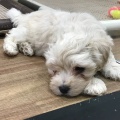 わんちゃんのご紹介U・x・U