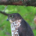 野鳥雀鷹（ツミ）の幼鳥を撮る20🦅📸（太田市）
