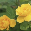 ５月２５日は何の日？