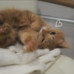 湘南凸凹柴WAN日記