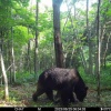 牛食いヒグマ「OSO18」、逝く