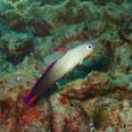 石垣島ダイビングブログ