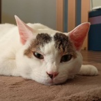 moroのハンドメイド