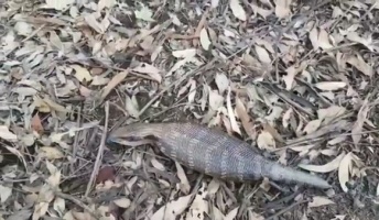 【動画】 ツ チ ノ コ 発 見