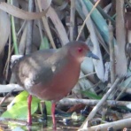 渓流釣りと食べ歩き桐生岩魚のブログ