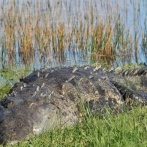 アメリカ人「お前らの国でバズった動物を紹介してほしい！」