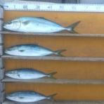 中本渡船ブログ