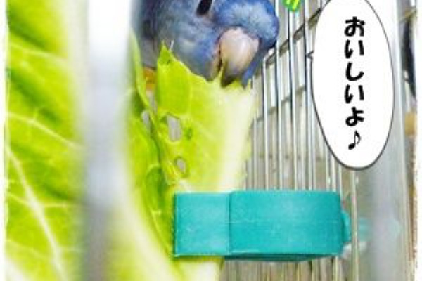 インコと一緒に暮らしてみたら サザナミインコ