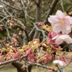 ナチュラルライフ