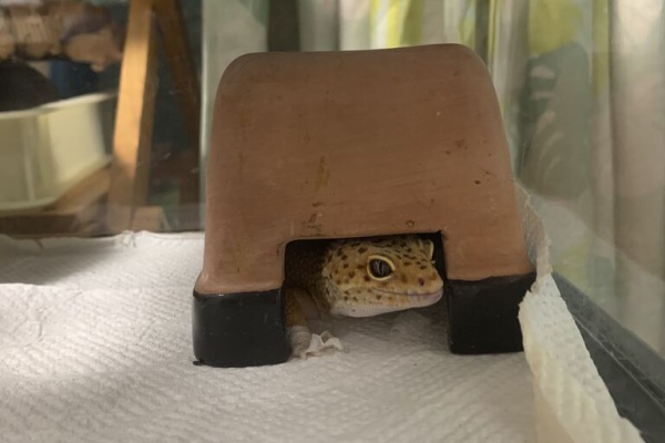 ものぐさとかげ日記 ヒョウモントカゲモドキ