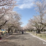 Tedious diary more x4