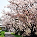 4/6(月)〝竹ヶ端運動公園〟〝集会所裏水呑川土手〟サクラ並木の散策(^.-)☆(15)