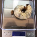 アラフィフ から始めるオオクワガタ飼育