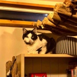 『Muddy Cat 定期便 8/18〜8/23・チャー蔵のこと』の画像