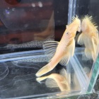 『2月25日(金)　熱帯魚入荷情報』の画像