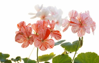 『庭が春めいて参りました、二月の植物の様子。』の画像