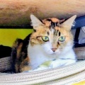 ミミさん