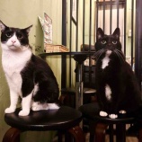『Muddy Cat 定期便 7/1〜7/5』の画像