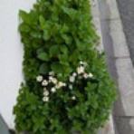 恵美の英語教室社長日記 ＋ コーチング ＋ α