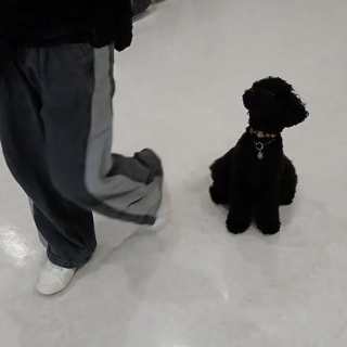 犬の幼稚園　アットホームblog