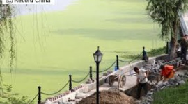 中国の耕地、5分の1が重金属汚染 他のアジア移民に比べ、大陸からの移民の血液は重金属の濃度が高い