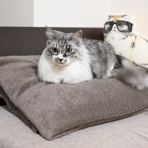 猫とふたり暮らし～evaとaiaiの日常～