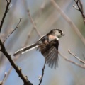 令和6(2024)年3月30日の鳥さん Vol.2　江戸川河川敷で野鳥の観察･撮影 小鳥色々登場!!ジョウビタキのオスも登場!!