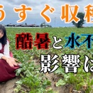 若い女性も頑張っている