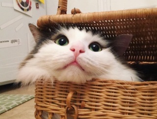【ねこ画像】ふかふかねこ、キジトラにちょっかいかけられる ほか【再】