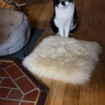 馬とニャンコと男と女