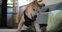 シニア犬にフローリングはねぇ…