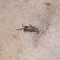 猫に小判を与えたら。 埋蔵金:千九百拾九両 ここは鳥獣霊苑・・・緑地帯ぃやぁっ!