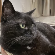 【猫写真】スミちゃん14歳の誕生日です