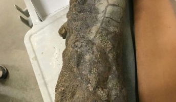 【衝撃】皮膚や爪の残る「恐竜のミイラ」がアメリカで発見(写真あり)