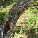マイマイガ/ Lymantria dispar